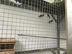 4 roodmussen, Dieren en Toebehoren, Geslacht onbekend