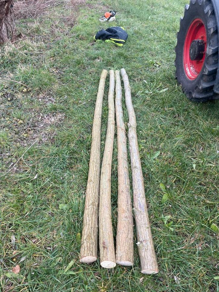 Wilgenpoten, Tuin en Terras, Planten | Bomen, Ophalen