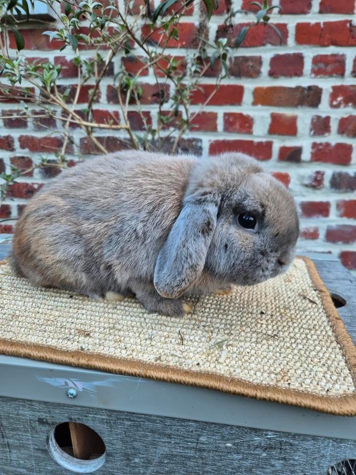 Nederlandse hangoordwerg ram, Dieren en Toebehoren, Konijnen, Dwerg, Mannelijk, 0 tot 2 jaar, Hangoor