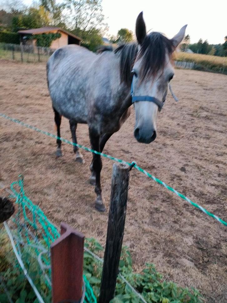 Merie met veulen, Dieren en Toebehoren, Pony's, Hengst, Gechipt