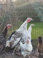 Kalkoenen, Dieren en Toebehoren, Pluimvee, Kalkoen