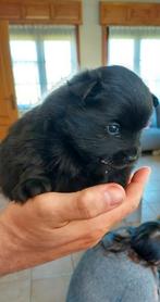 Klein  keeshondjes, Dieren en Toebehoren, België, Particulier, Keeshond, 8 tot 15 weken
