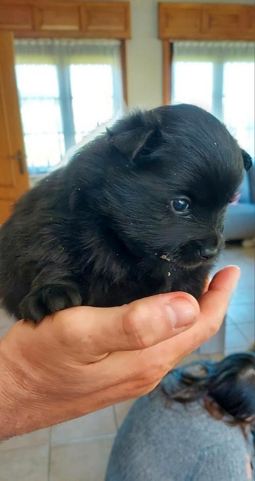 Klein  keeshondjes, Dieren en Toebehoren, Honden | Poolhonden, Keeshonden en Oertypen, Meerdere dieren, Keeshond, Particulier