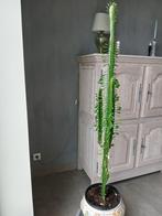 Grand euphorbia trigona, arbre à lait africain.., Maison & Meubles, Plantes d'intérieur, Cactus, Enlèvement