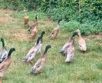 Loopeenden, Dieren en Toebehoren, Pluimvee, Meerdere dieren, Eend