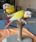 CONURE PYRRHURA LUTINOS EAM, Vrouwelijk, Papegaai, Pratend