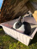 Mooi gladharig dwergkonijntje, Dieren en Toebehoren, Mannelijk, Dwerg, 0 tot 2 jaar