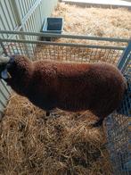 Schapen bokken, Dieren en Toebehoren