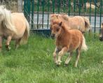 Shetland veulen met stamboom, Dieren en Toebehoren, Pony's, Gechipt, Niet van toepassing, 0 tot 2 jaar, Hengst