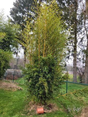 Phyllostachys aureosulcata aureocaulis beschikbaar voor biedingen