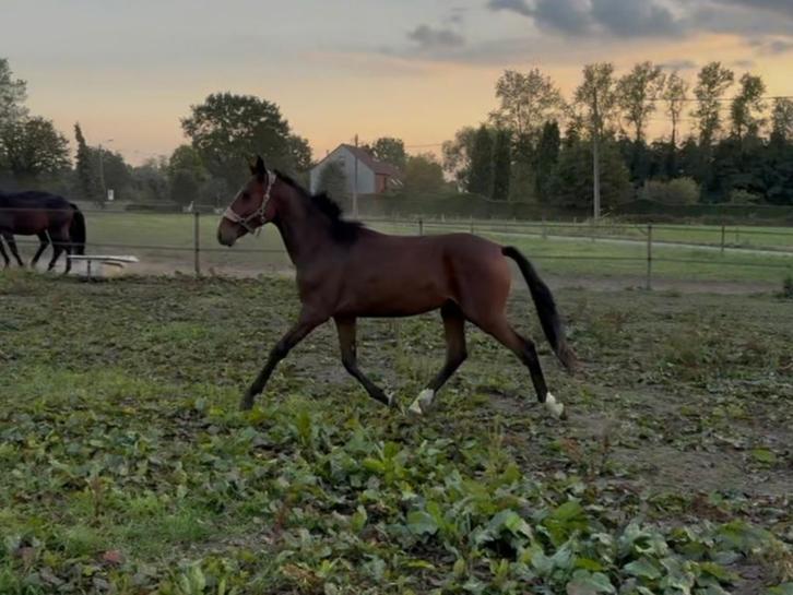 Jaarling ruin met veel potentieel, Dieren en Toebehoren, Pony's, Ruin, E pony (1.48m - 1.57m), 0 tot 2 jaar, Gechipt, Ontwormd