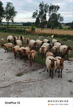 Ardense voskop lammeren , ooien , ram, Dieren en Toebehoren, Schapen, Geiten en Varkens