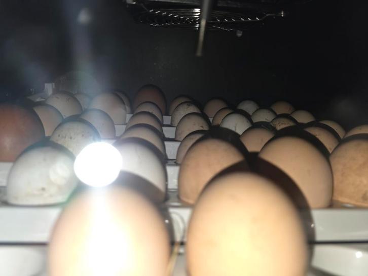 Broedeieren cochin kriel, Animaux & Accessoires, Volatiles