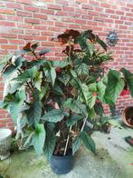 Vaste begonia maculata, Huis en Inrichting, Kamerplanten, Ophalen, Volledige schaduw, 100 tot 150 cm, Overige soorten