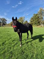 Lieve, rustige 16j KWPN merrie, Merrie, Gechipt, 11 jaar of ouder, Recreatiepaard