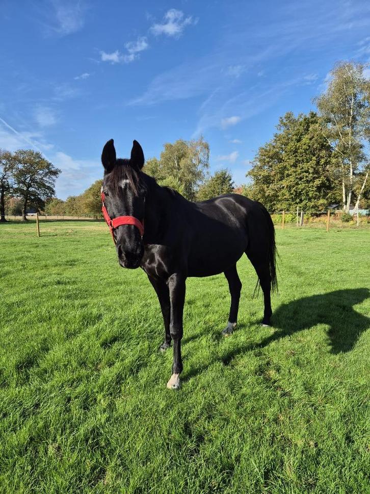 Lieve, rustige 16j KWPN merrie, Dieren en Toebehoren, Paarden, Merrie, 165 tot 170 cm, 11 jaar of ouder, Recreatiepaard, Met stamboom