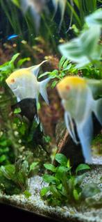 Maanvissen, Dieren en Toebehoren, Vissen | Aquariumvissen