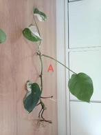 Monstera Variegata Albo & Albo Halve Maanstekken, Ophalen