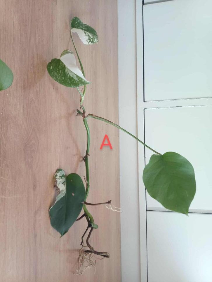 Monstera Variegata Albo & Albo Halve Maanstekken, Huis en Inrichting, Kamerplanten, Ophalen