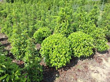 Laurieren en andere groenblijvende hagen beschikbaar voor biedingen