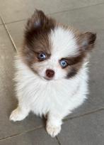 Prachtige dwergkeesjes met blauwe ogen, Dieren en Toebehoren, België, Keeshond, CDV (hondenziekte), 8 tot 15 weken