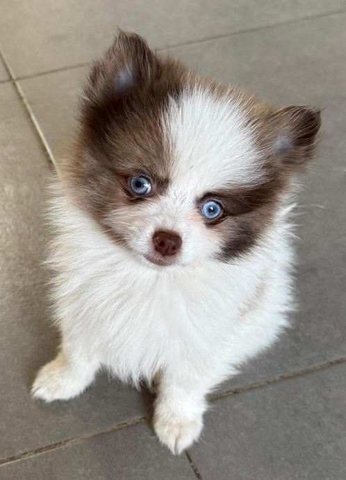 Prachtige dwergkeesjes met blauwe ogen, Dieren en Toebehoren, Honden | Poolhonden, Keeshonden en Oertypen, Meerdere dieren, Keeshond