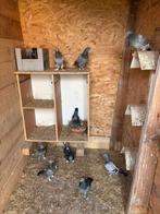 Takla duiven beschikbaar