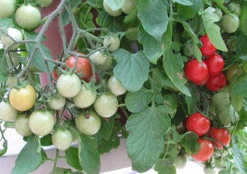 5 graines de Whippersnapper - tomate de terrasse, Jardin & Terrasse, Bulbes & Semences, Graine, Printemps, Envoi