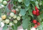 5 graines de Whippersnapper - tomate de terrasse, Graine, Printemps, Envoi
