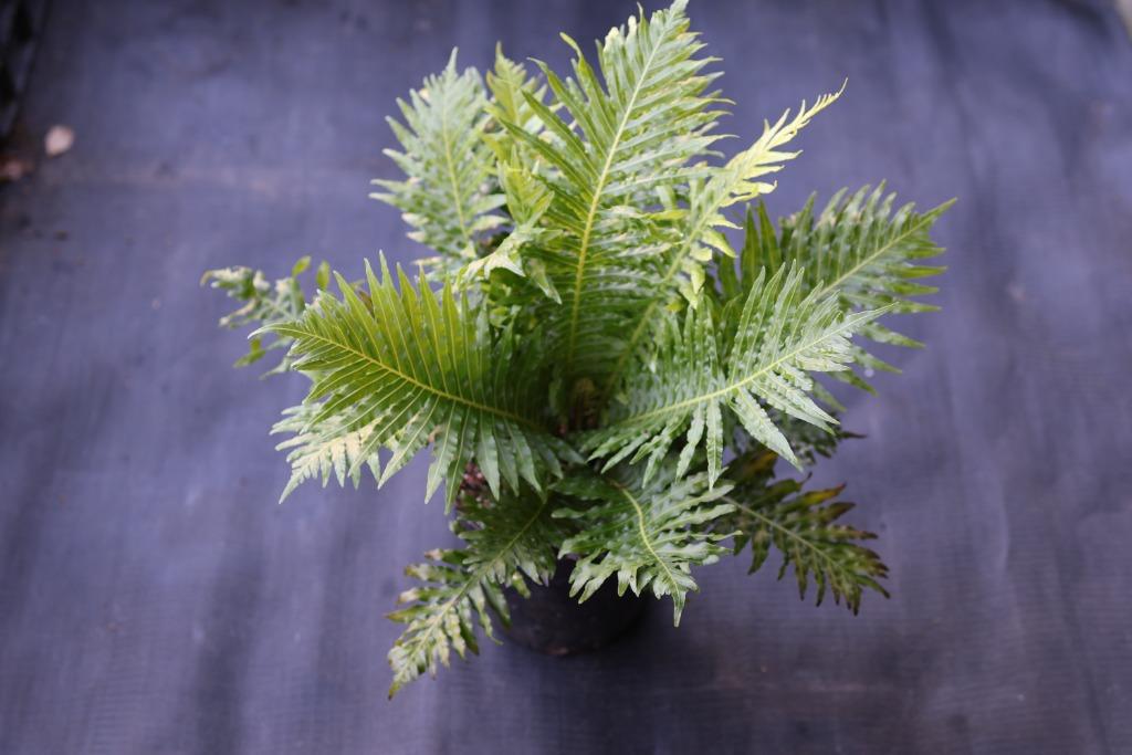 Te koop: Diverse boomvarens, Jardin & Terrasse, Plantes | Jardin, Plante fixe, Fougères, Mi-ombre, Ne fleurit pas, Enlèvement ou Envoi