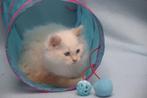 2 raszuivere ragdoll kittens redpoint katertjes, Dieren en Toebehoren, Katten en Kittens | Raskatten | Langhaar, Kater, Gechipt