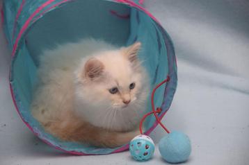 2 raszuivere ragdoll kittens redpoint katertjes  beschikbaar voor biedingen