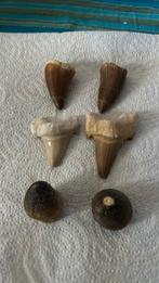 Lot de 6 différentes dents, Fossile