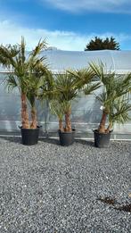 Trachycarpus fortunei palmboom duo, Tuin en Terras, Planten | Bomen, Ophalen, Palmboom