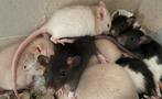 Ratons, Dieren en Toebehoren, Knaagdieren, Rat, Augustus, Meerdere dieren, Tam