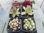 planten, Tuin en Terras, Overige soorten, Volle zon, Vaste plant, Ophalen of Verzenden