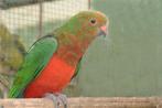 RUILEN KONINGS PARKIET, Mâle, Perruche, Domestique