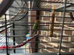 Lovebird (dwergpapegaai) met kooi, Dieren en Toebehoren, Vogels | Parkieten en Papegaaien, Dwergpapegaai of Agapornis