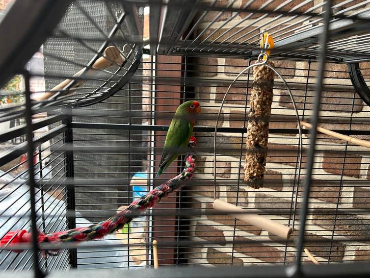 Lovebird (dwergpapegaai) met kooi, Dieren en Toebehoren, Vogels | Parkieten en Papegaaien, Dwergpapegaai of Agapornis