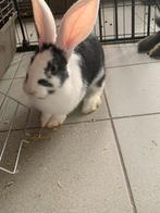 Lapin à viande, Femelle, Taille moyenne, 0 à 2 ans