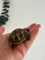 Baby landschildpad, Dieren en Toebehoren, Reptielen en Amfibieën, 0 tot 2 jaar, Schildpad