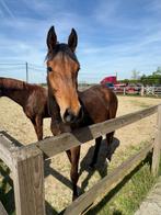 Springpaard BWP merrie 2j, Dieren en Toebehoren, Paarden, Merrie, Springpaard