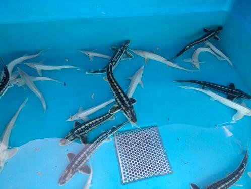 Steur: diamant, albino, baeri, Dieren en Toebehoren, Vissen | Vijvervissen, Steur