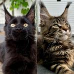 Twee knappe Maine Coon jongens uit kampioenlijnen, Animaux & Accessoires, Chats & Chatons | Chats de race | Poil long, Plusieurs animaux
