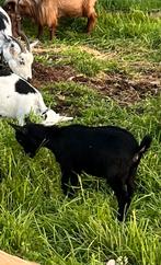 Dwerg geit bokje, Animaux & Accessoires, Moutons, Chèvres & Cochons, Chèvre