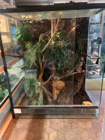 Terrarium  + koppel wimpergekko beschikbaar voor biedingen