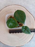 Alocasia Bisma, Huis en Inrichting, Ophalen of Verzenden, Halfschaduw, Groene kamerplant