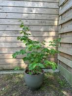 startende hazelaar, Tuin en Terras, Planten | Bomen, Ophalen, Halfschaduw, Overige soorten, 100 tot 250 cm