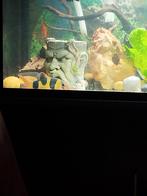 Botia vissen gezocht en waterpest, Dieren en Toebehoren