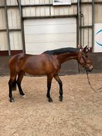 6 jarige merrie, Merrie, B, Gechipt, Dressuurpaard